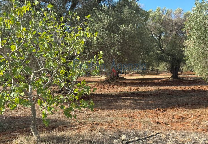 Helårsgrund i Carovigno, Brindisi, Carovigno - € 68.000 | Ref: 122778 - foto 1